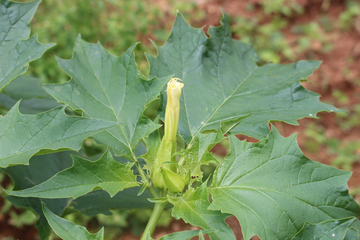 Datura stramonium L.